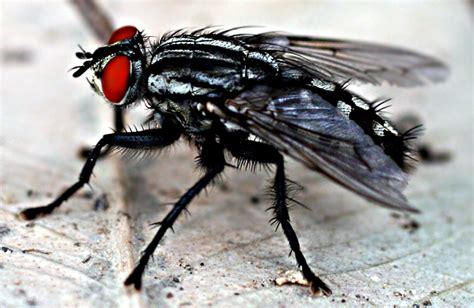 kara sinek neden ısırır